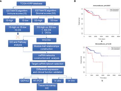 Anti-Tumor Role of CAMK2B in Remodeling the Stromal Microenvironment and Inhibiting Proliferation in Papillary Renal Cell Carcinoma